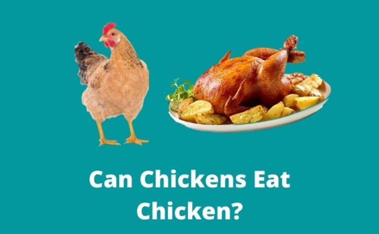 Can Chickens Eat Chicken? (+FAQs) - Foodsalternative